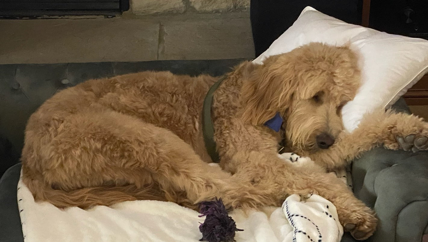 Annie's PIllow